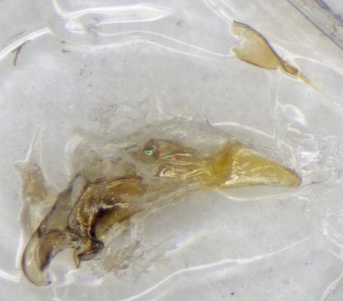 Bembidion atrocaeruleum